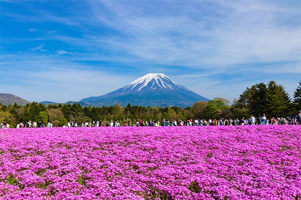 Fuji Shibazakura Festival (Yamanashi Prefecture)