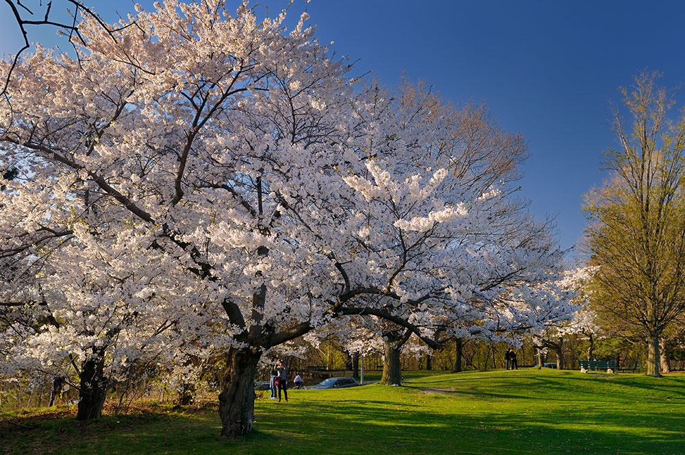 ハイ・パーク（桜の季節）　