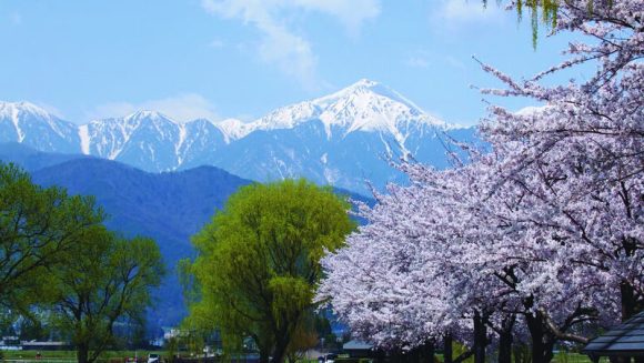 「桜の登り竜」光城山千本桜と春の花咲く塩の道 3日間