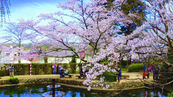 美しき山陰の桜景色をめぐる 4日間