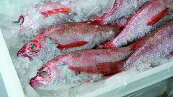 神がやどる壱岐島 玄界灘の旬「のどぐろ」を味わう3日間