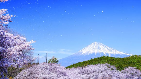 桜と春の花々が彩る日本列島大周遊 7日間