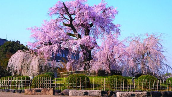 古都を彩る桜めぐり2日間