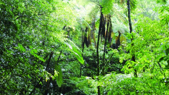 南の楽園 世界自然遺産奄美大島を訪ねる 4日間