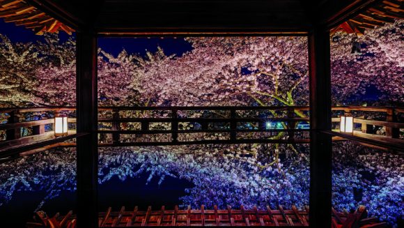 「三井寺」観月舞台の夜桜 3日間