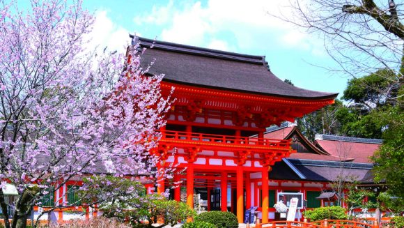 古都の桜と紫式部ゆかりの地をめぐる 3日間