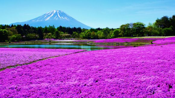 富士を彩る花々と「富士登山電車」貸切 2日間