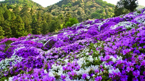 「美山荘」摘み草料理と藤の花彩る春日大社 3日間