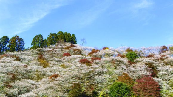 小原四季桜まつりと木曽川の紅葉 3日間