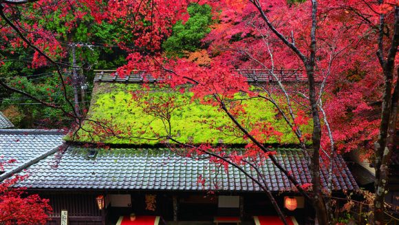 紅葉燃ゆる奈良・京都の旅 3日間