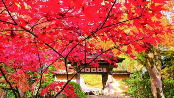 京都の奥座敷・大原「寂光院」特別拝観 ２日間