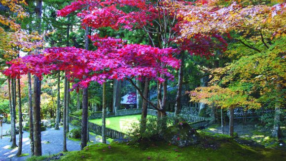 大井川鐵道SL乗車と身延山の紅葉 3日間