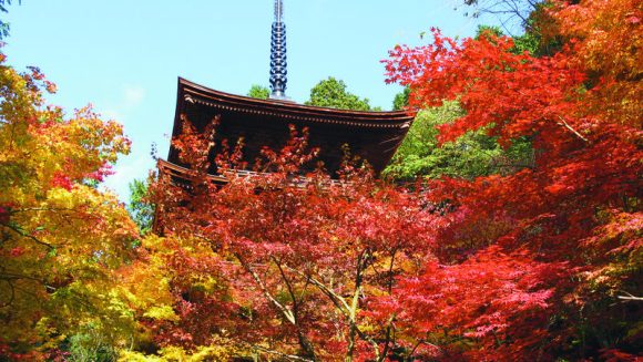 錦に染まる近江・美濃 紅葉名所ときのこ列車 4日間