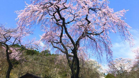 “桜守”とめぐる南信州の一本桜 3日間