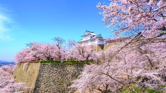 桜花舞う山陰 美しき桜景色を巡る 4日間