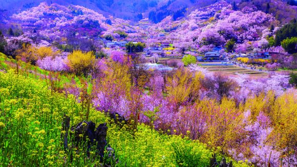 花盛りの福島・山形・新潟へ 3日間