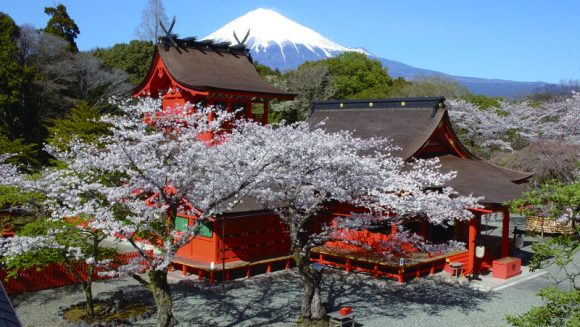 桜花爛漫 駿河･甲斐紀行 3日間