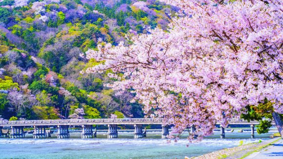 春彩の京都・嵐山と姫路城 花と美食の旅 3日間