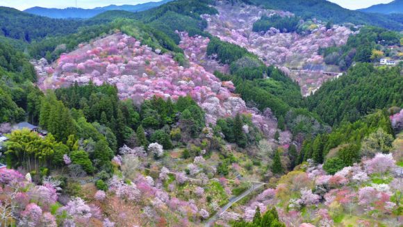 吉野山と京都 遅咲きの桜 3日間