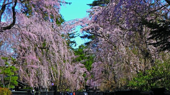 春だから。角館と盛岡サクラ旅へ 3日間