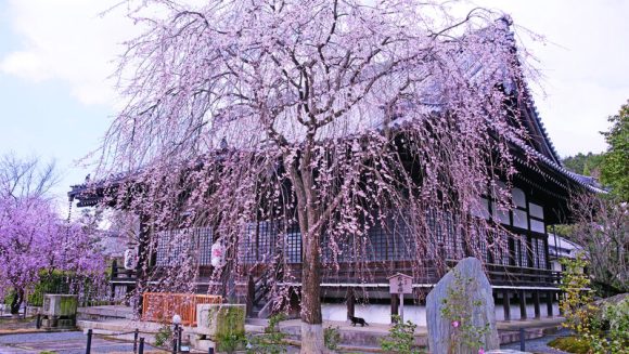 桜色に染まる京都を訪ねる ３日間