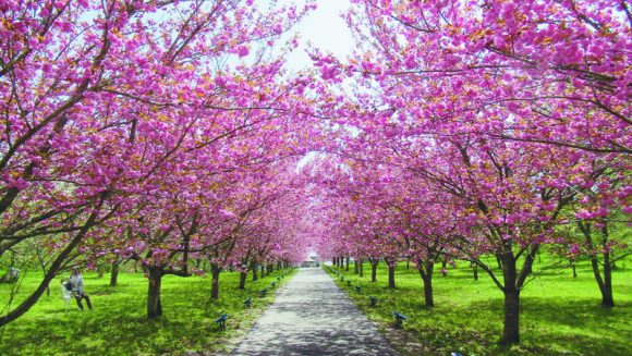 春の風物詩を巡る 中国山地・サクラ横断の旅 3日間