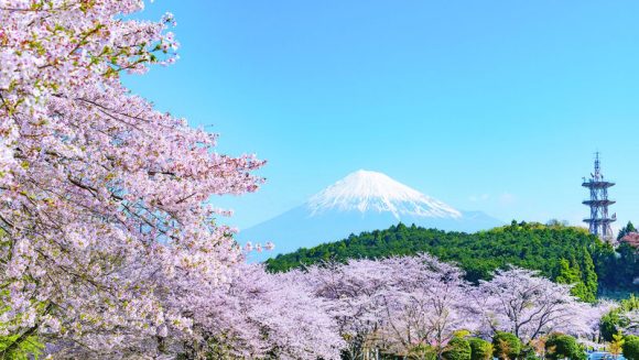 桜と春の花々が彩る日本列島大周遊 7日間