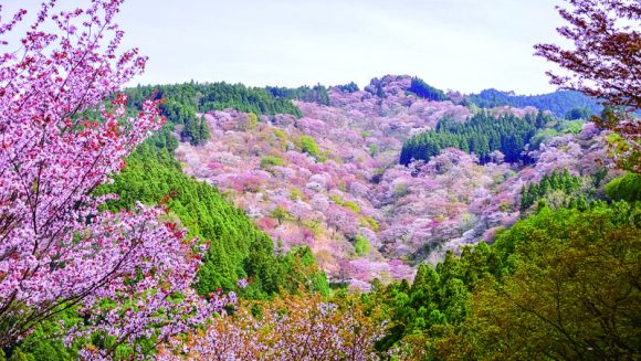 吉野千本桜と奈良の美しき彩りを巡る 2日間