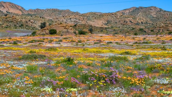 ナミブ砂漠と奇跡の花園ナマクワランド 14日間