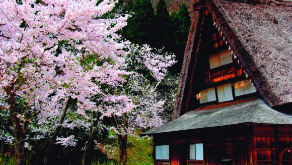 春色の北陸と白川郷の桜 3日間