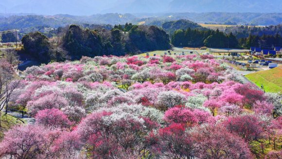 絶景の宿と花の三重 3日間