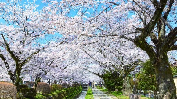 東山 緒方で愉しむ春の味覚と京都の桜 2日間