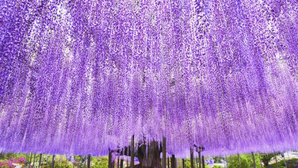 百花繚乱 関東・信州花めぐり 4日間