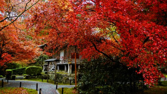 「京都大原 三千院」早朝貸切拝観 ２日間