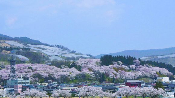 置賜さくら回廊と天童しだれ桜並木 3日間