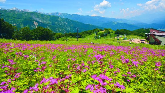 北アルプスの大自然と黒部ダム観光放水 3日間