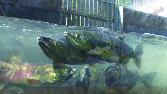 鮭の遡上見学と秋の洞爺湖中島ウォーク ３日間