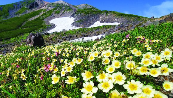 日本百名山を歩く 乗鞍岳の高山植物と奥飛騨の秘湯に連泊 3日間