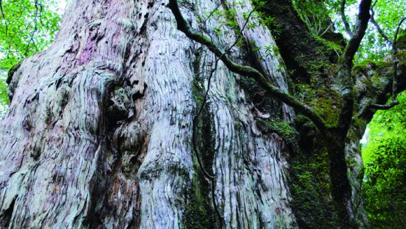 美しき悠久の大自然「屋久島」を巡る ４日間