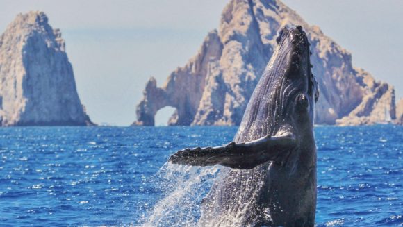 ホエールウォッチングとメキシコ・ロスカボスの旅 7日間