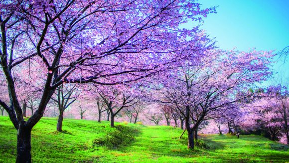 春爛漫 九州名城の桜と春風薫るローカル列車 3日間