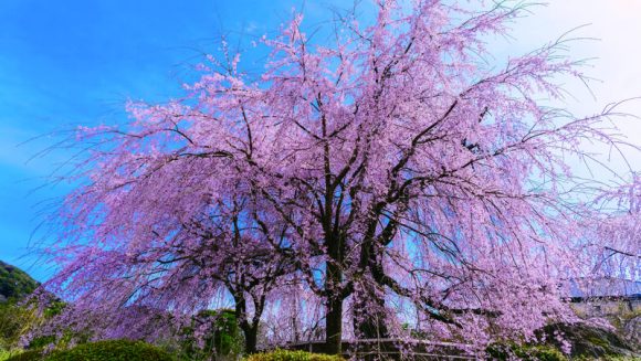 選りすぐりの京都桜めぐり 2日間