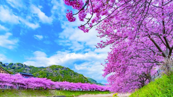 花の伊豆 2つの至福の宿に寛ぐ 3日間