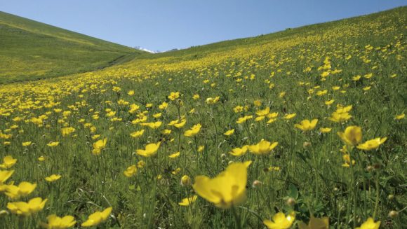 カザフスタンとキルギスフラワーハイキング ９日間