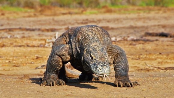 現代に生きる恐竜コモドドラゴンと芸術の村ウブド ８日間