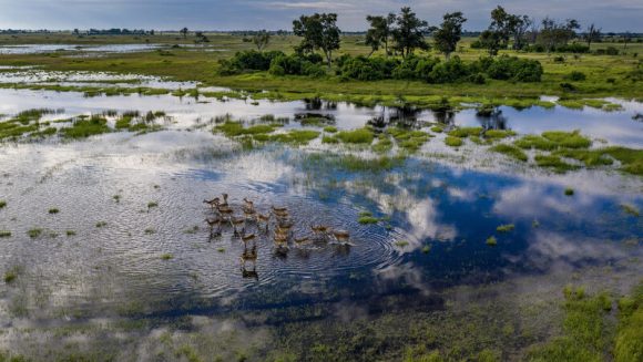 オカバンゴ大湿地帯 １０日間