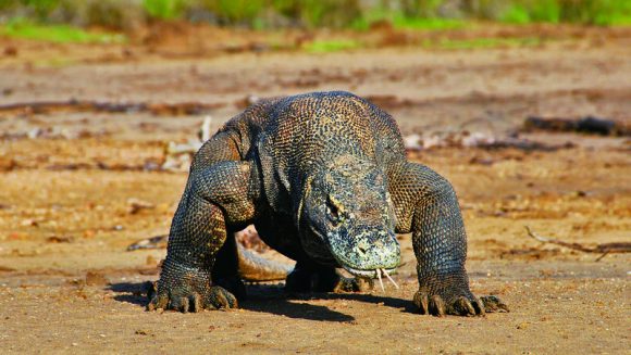 現代に生きる恐竜コモドドラゴンと芸術の村ウブド ８日間