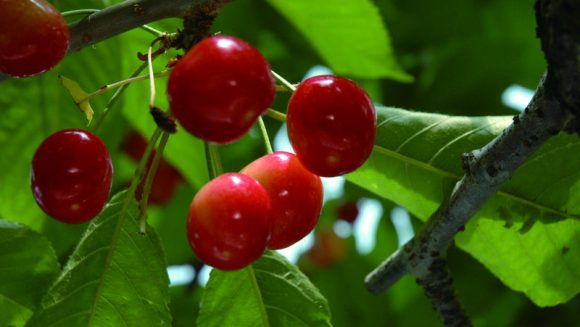 初夏の実り 山形庄内で愉しむ食と音の饗宴３日間