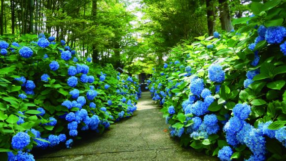 白神山地・奥入瀬・あじさい ３つの絶景ブルー ３日間