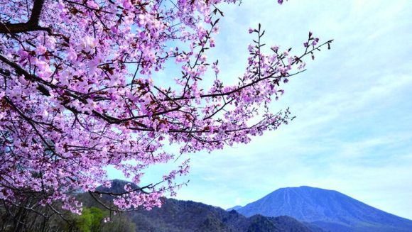 春薫る日光と中禅寺湖の桜 ３日間